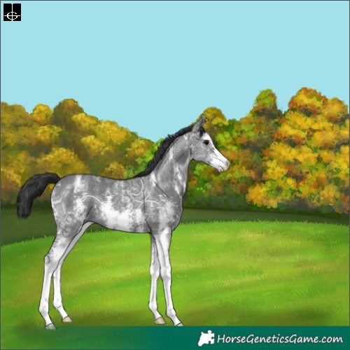 Horse Color:Black Ice Sabino Varnish 