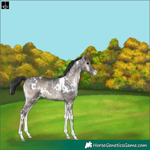 Horse Color:White Spotted Blue Onyx Ice Varnish 
