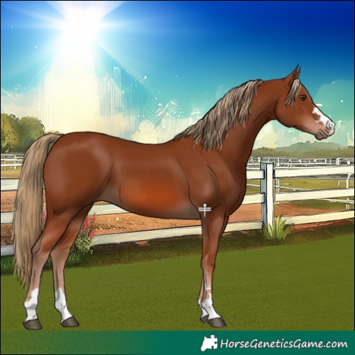 Horse Color:Chestnut 