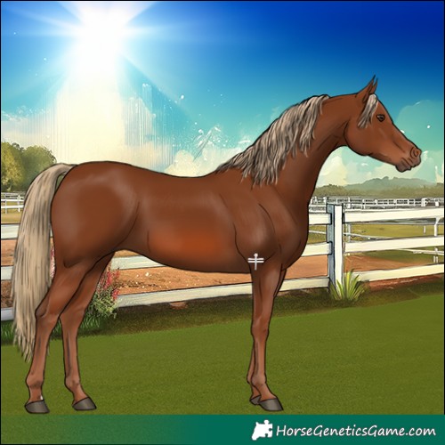 Horse Color:Chestnut 