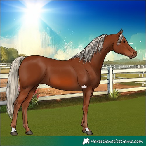 Horse Color:Chestnut 