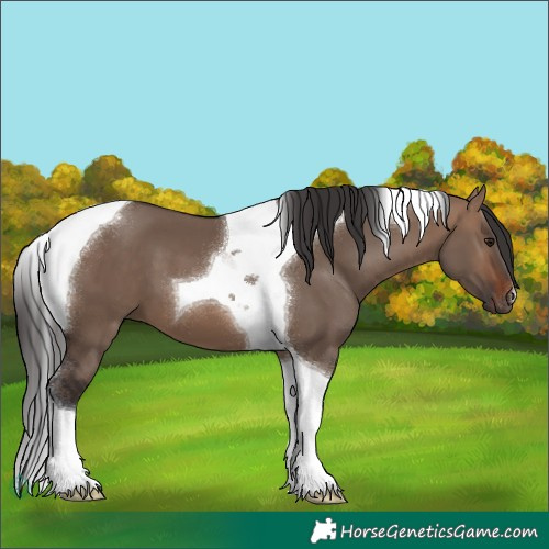 Horse Color:Brown Dun Tobiano 