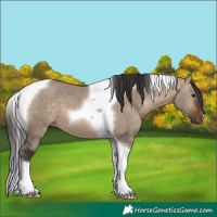 Horse Color:Brown Dun Tobiano 