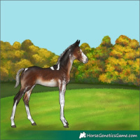 Horse Color:Gray White Spotted Silver Brown Tobiano Appaloosa Rabicano