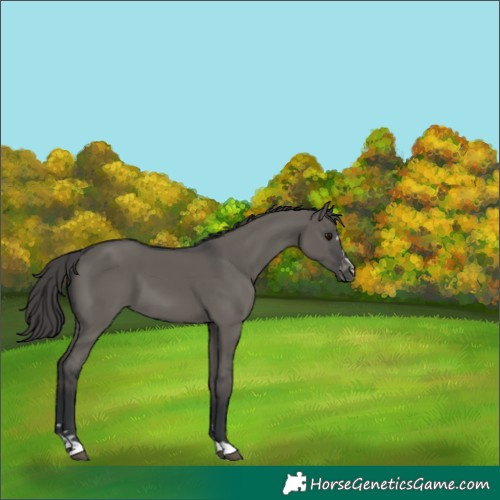 Horse Color:Grullo Appaloosa