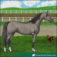 Horse Color:Grullo Appaloosa