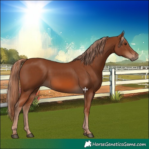 Horse Color:Chestnut 