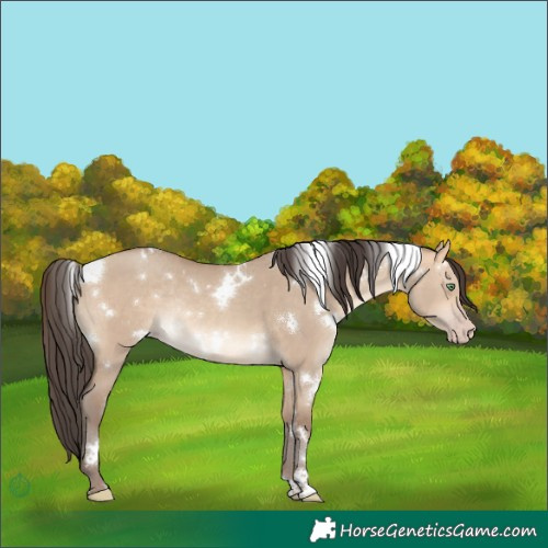 Horse Color:White Spotted Amber Champagne Dun Rabicano