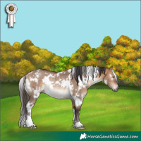 Horse Color:White Spotted Bay Dun Rabicano 