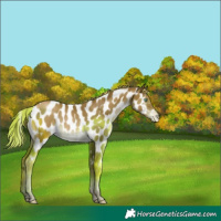 Horse Color:Liver Chestnut Pearl Appaloosa Rabicano