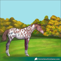 Horse Color:Chocolate Brown Pearl Near Leopard Rabicano