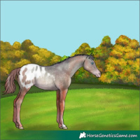 Horse Color:Buckskin Pearl Appaloosa Rabicano 