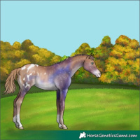 Horse Color:Liver Chestnut Pearl Appaloosa Rabicano 