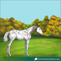 Horse Color:White Spotted Silver Grullo Splash Appaloosa