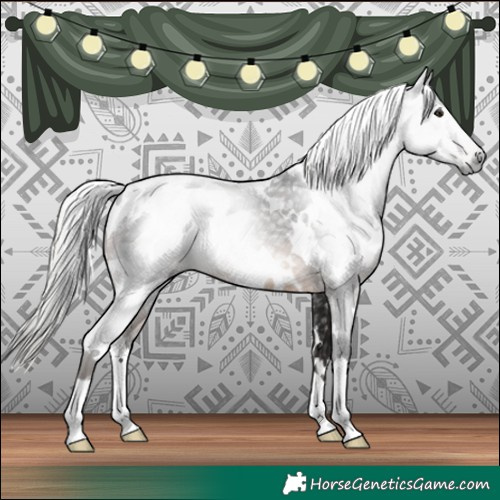 Horse Color:Gray White Spotted Silver Brown 