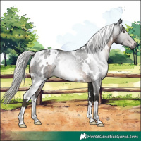 Horse Color:Gray White Spotted Silver Brown