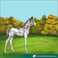 Horse Color:Gray White Spotted Silver Brown Appaloosa 