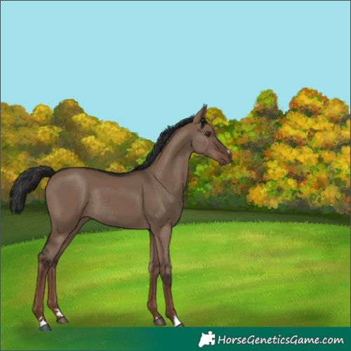 Horse Color:Liver Red Dun Rabicano 
