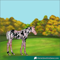 Horse Color:ERROR: UNKNOWN ANOMALY