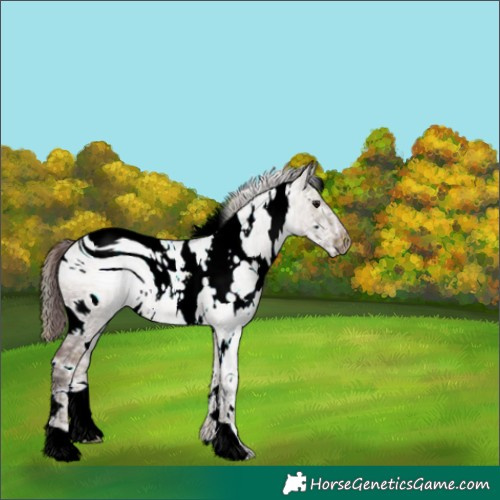 Horse Color:ERROR: UNKNOWN ANOMALY