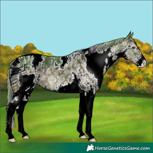Horse Color:ERROR: UNKNOWN ANOMALY