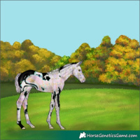 Horse Color:ERROR: UNKNOWN ANOMALY