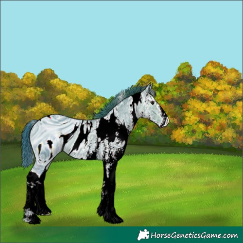 Horse Color:ERROR: UNKNOWN ANOMALY