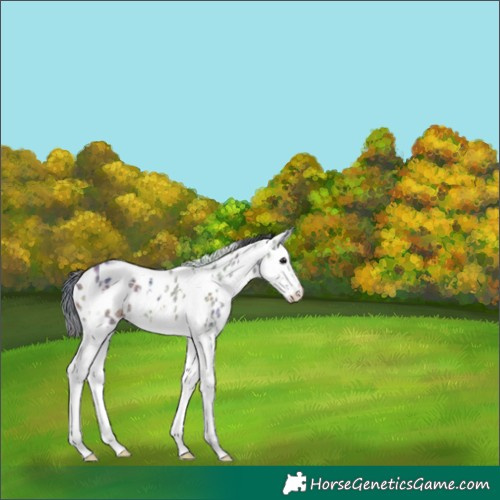 Horse Color:Nacre Plaid White Spotted Brown Ice Splash Near Leopard