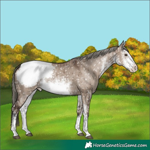 Horse Color:White Spotted Liver Red Dun Mushroom Snowcap Rabicano Brindle