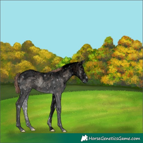 Horse Color:Void White Spotted Liver Red Onyx Ice Tobiano 