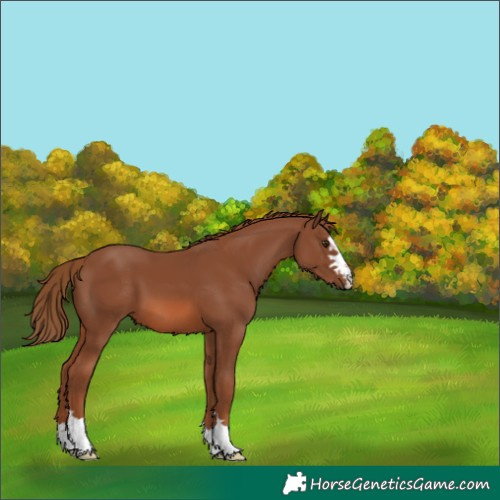 Horse Color:Chestnut 