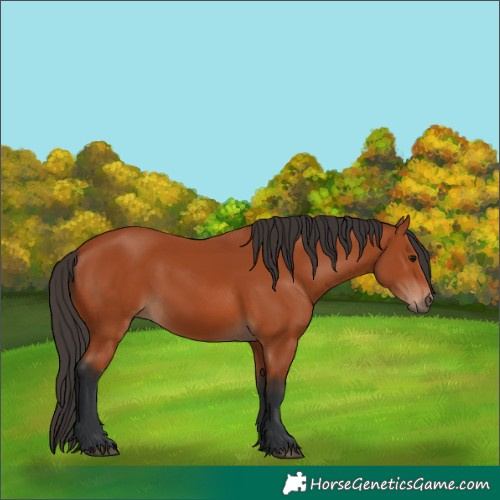 Horse Color:Bay 
