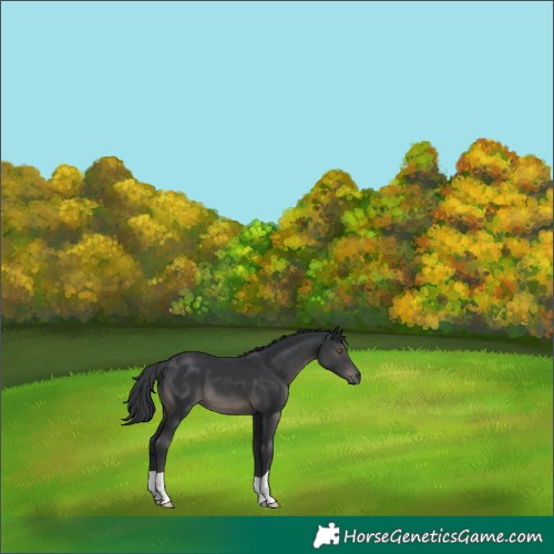 Horse Color:Black 