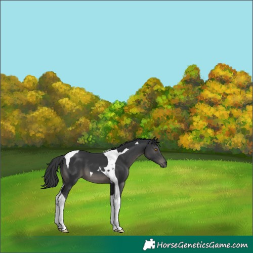Horse Color:Black Tobiano 