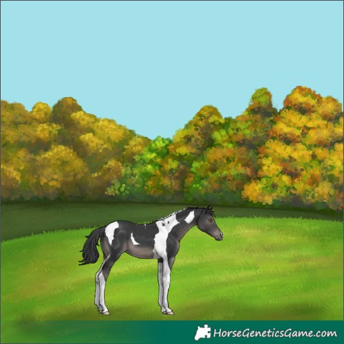 Horse Color:Black Tobiano 
