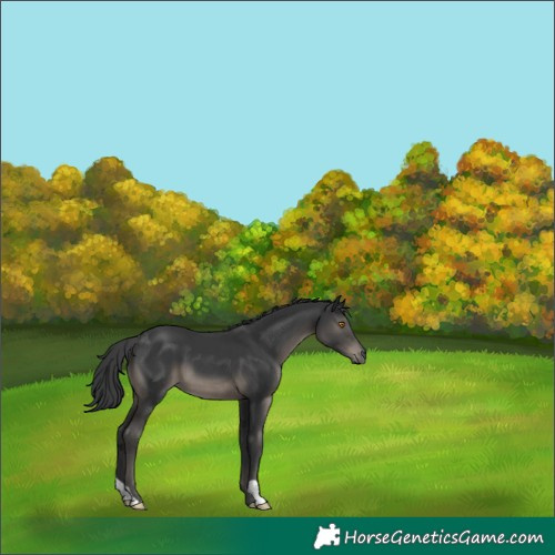 Horse Color:Black 