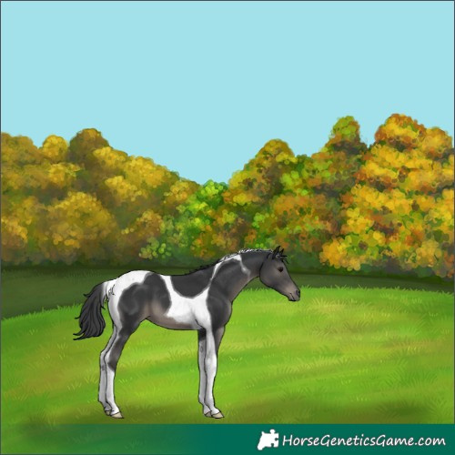 Horse Color:Black Tobiano 