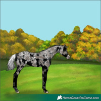 Horse Color:Grullo Sabino Splash Appaloosa 