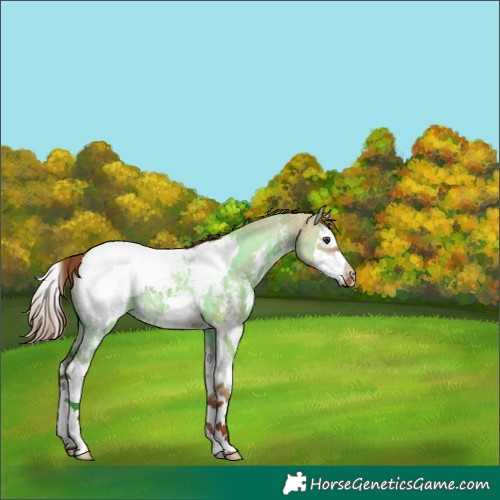Horse Color:Red Dun Sabino Splash Snowcap