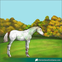 Horse Color:Red Dun Sabino Splash Appaloosa 