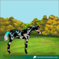 Horse Color:Gold Cream Champagne Dun Sabino Splash 