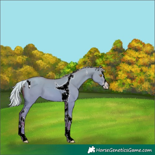 Horse Color:Silver Classic Champagne Dun Splash Tobiano 