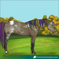 Horse Color:Painted White Spotted Grullo Appaloosa