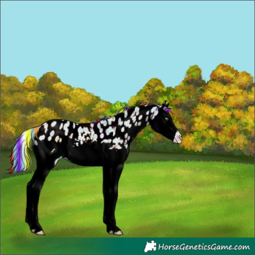 Horse Color:Painted Gold Champagne Dun Sabino Splash Near Leopard