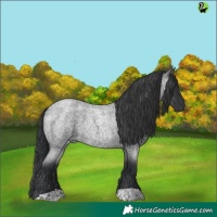 Horse Color:Blue Roan 