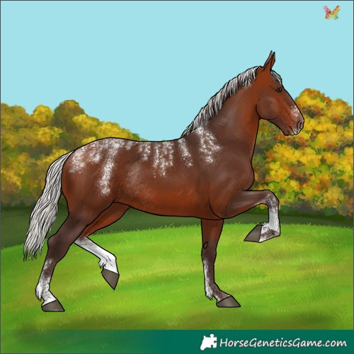 Horse Color:Powder White Silver Bay Rabicano