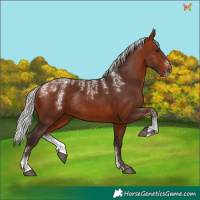 Horse Color:Powder White Silver Bay Rabicano 