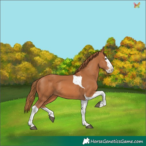 Horse Color:Chestnut Splash Tobiano