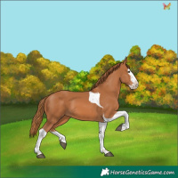 Horse Color:Chestnut Splash Tobiano 
