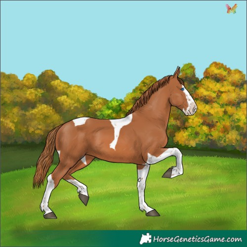 Horse Color:Chestnut Splash Tobiano